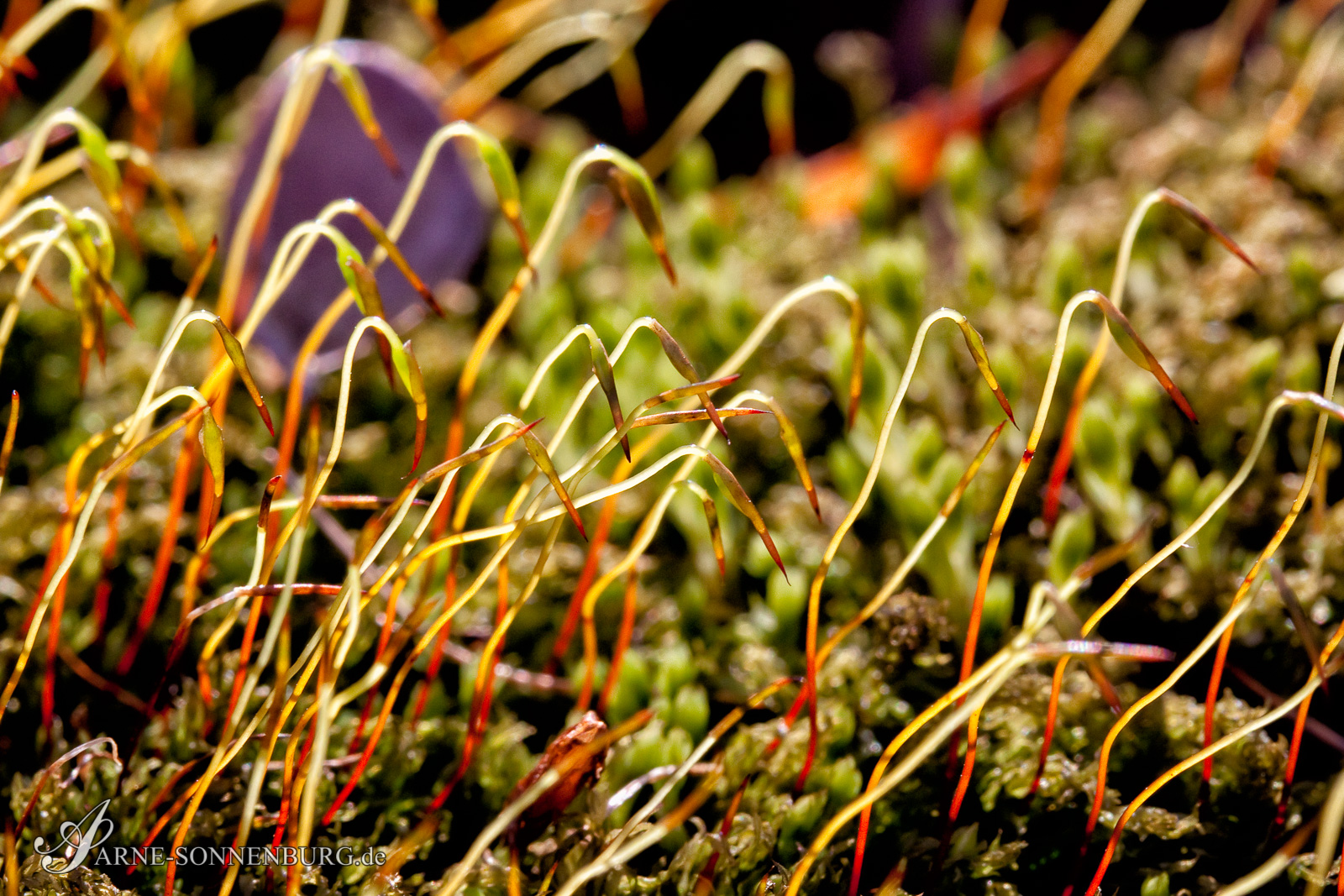 StructNLight by ArneSonnenburg 142027