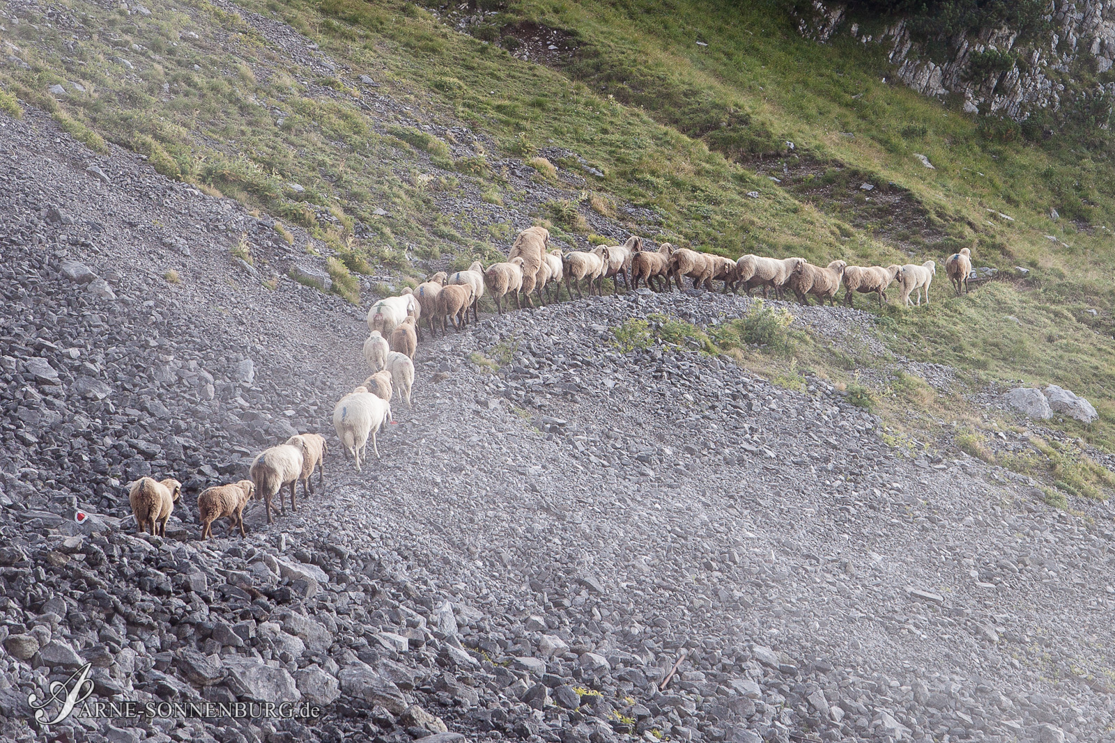 Animals by ArneSonnenburg 073005