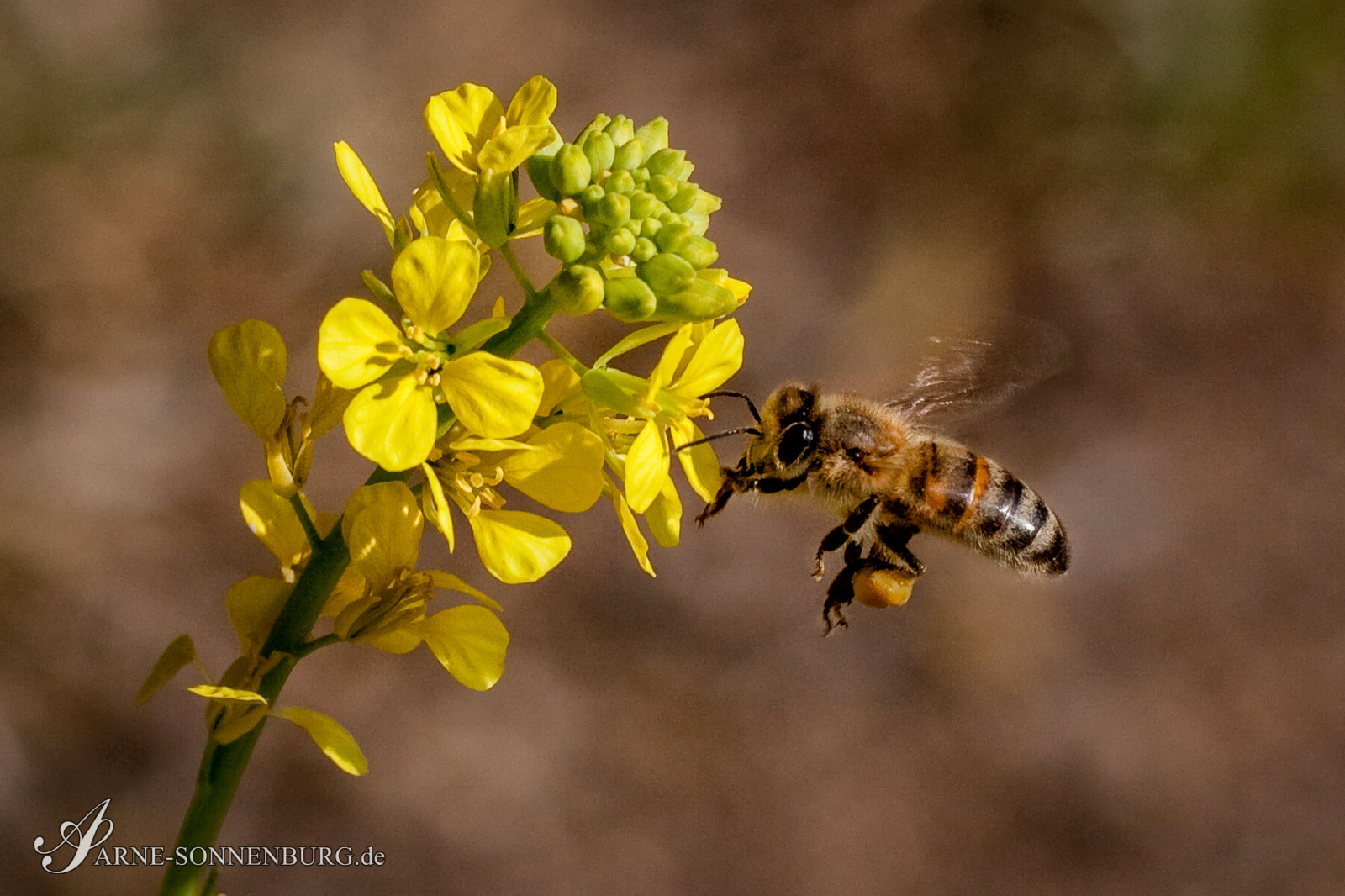 Animals by ArneSonnenburg 080944