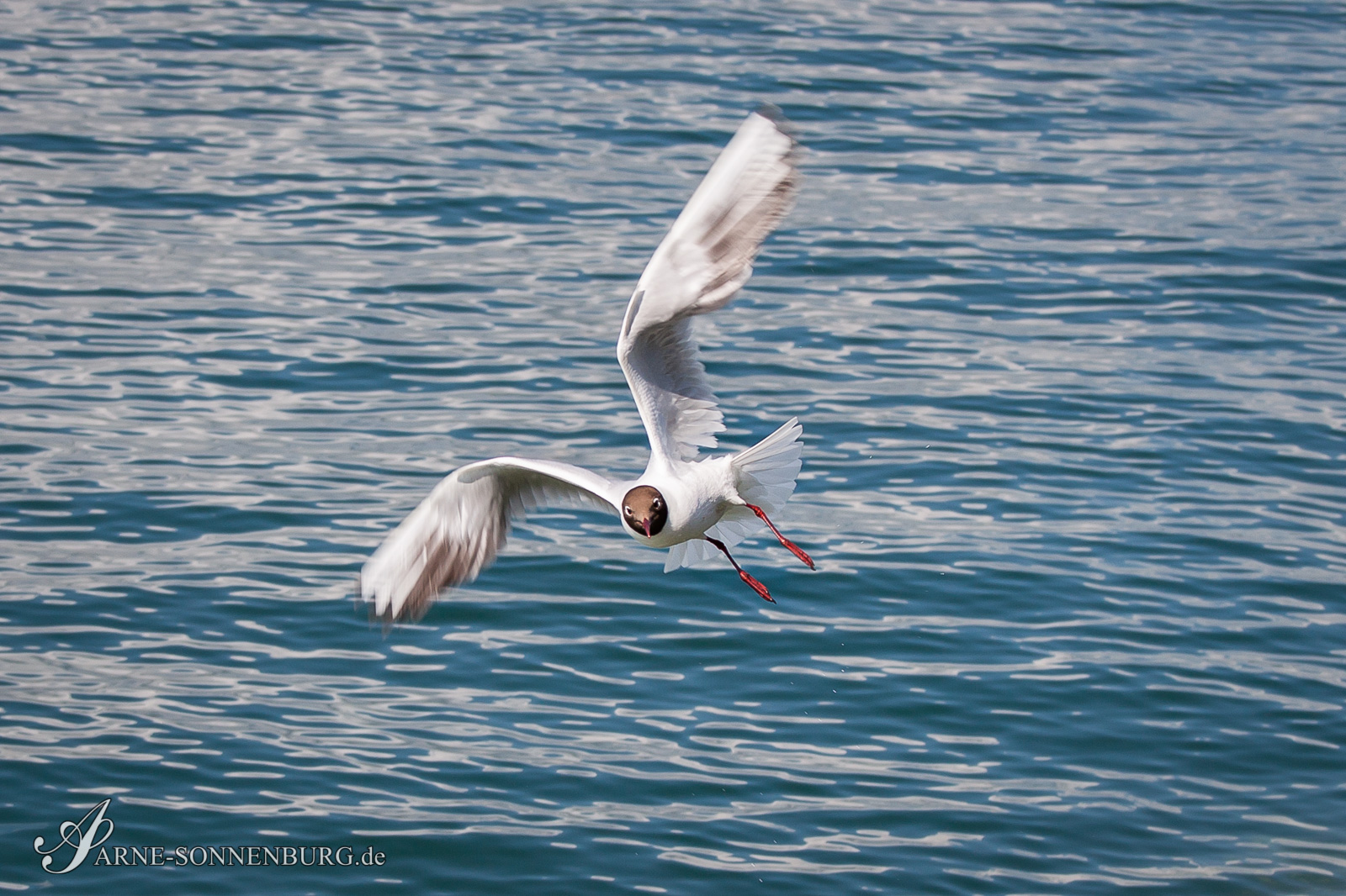 Animals by ArneSonnenburg 102807