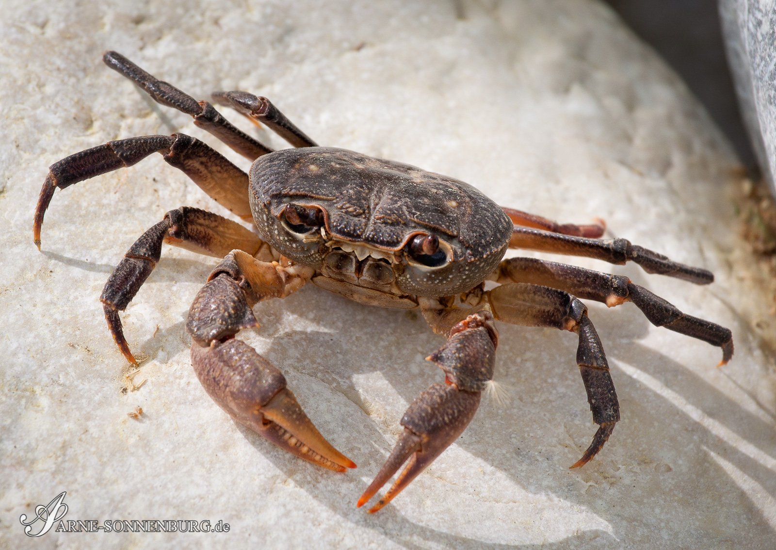 Animals by ArneSonnenburg 113153