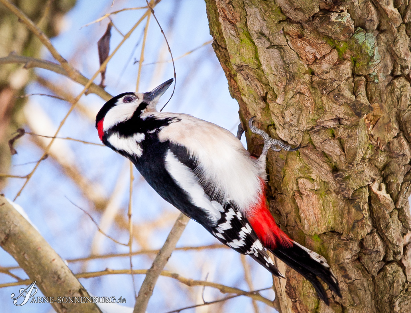 Animals by ArneSonnenburg 120746