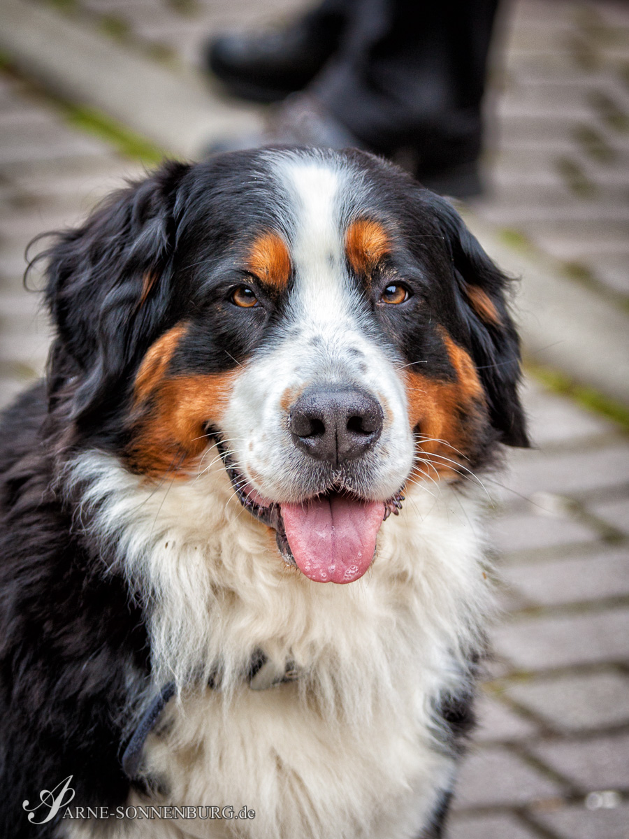 Animals by ArneSonnenburg 120904