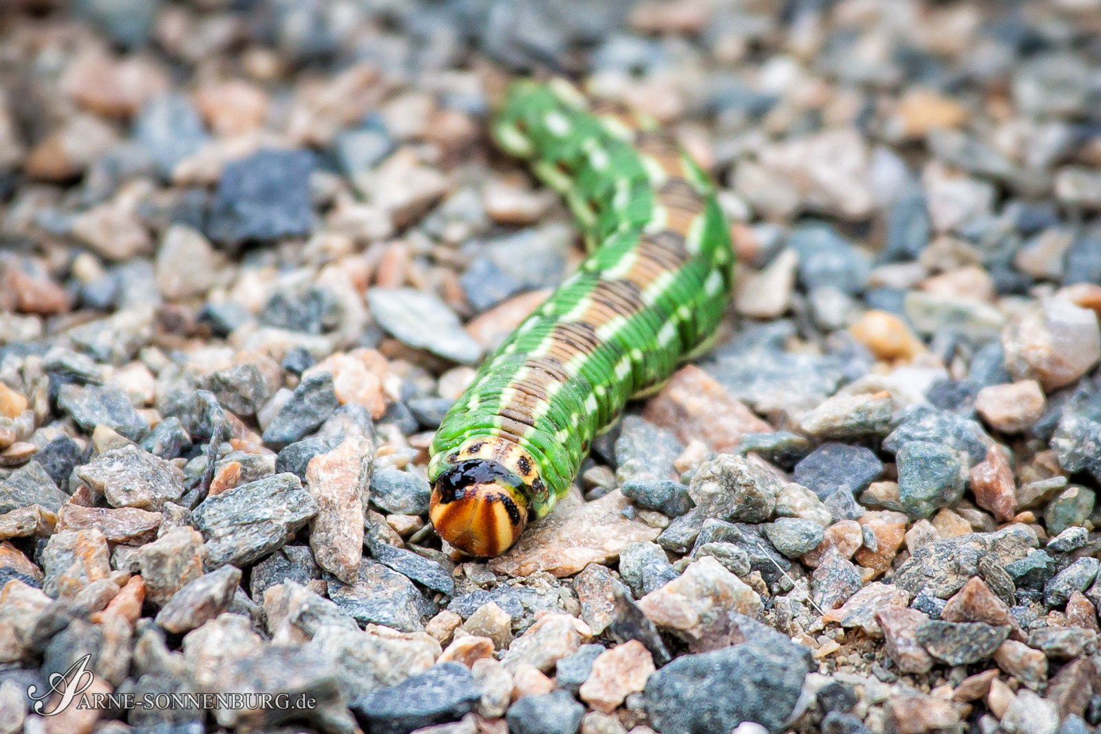 Animals by ArneSonnenburg 120920