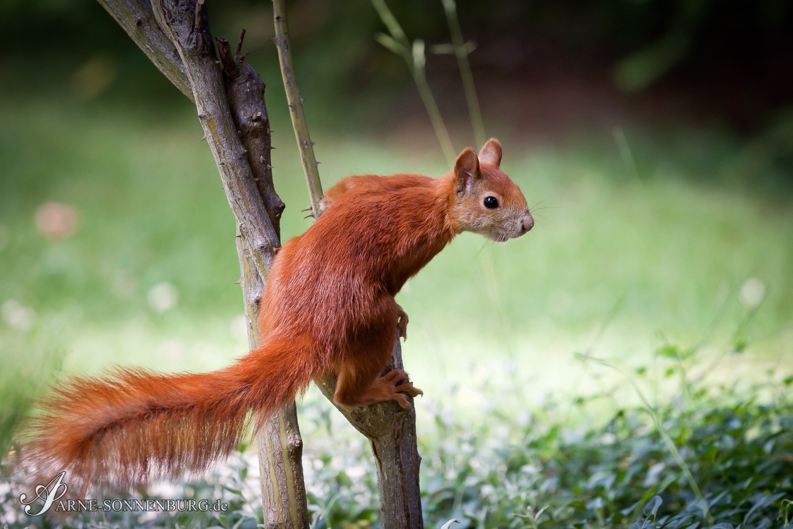 Animals by ArneSonnenburg 122610