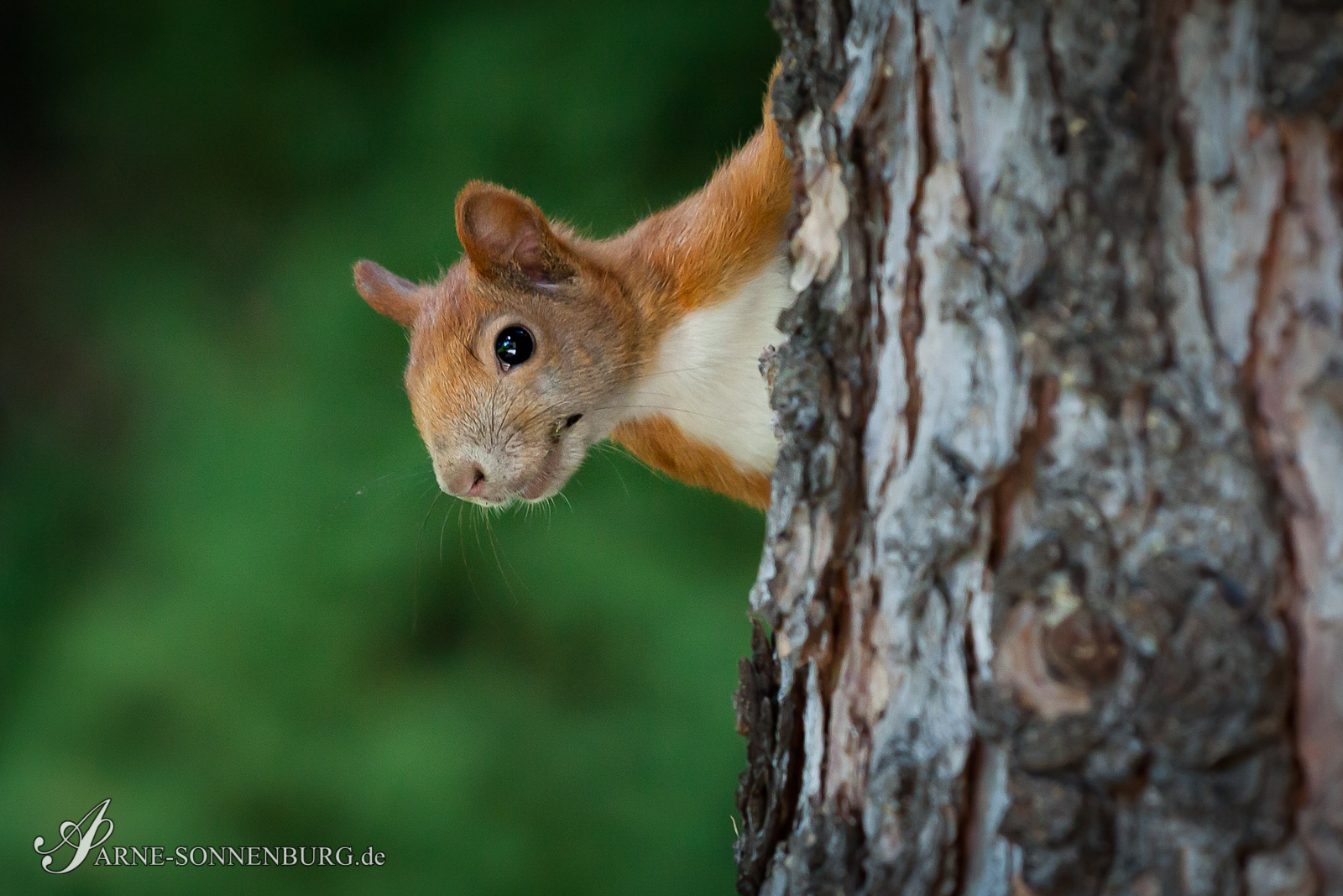 Animals by ArneSonnenburg 122624