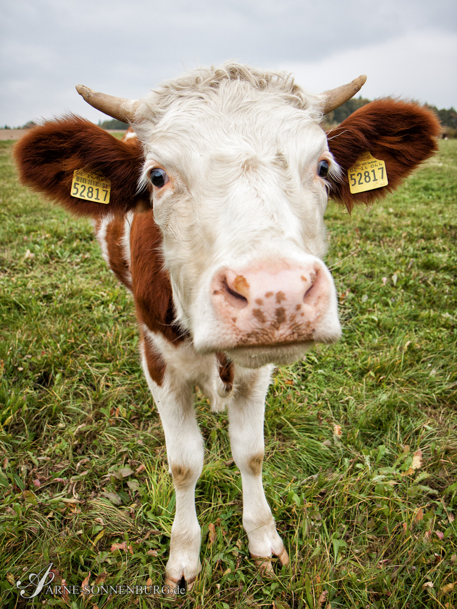 Animals by ArneSonnenburg 130921