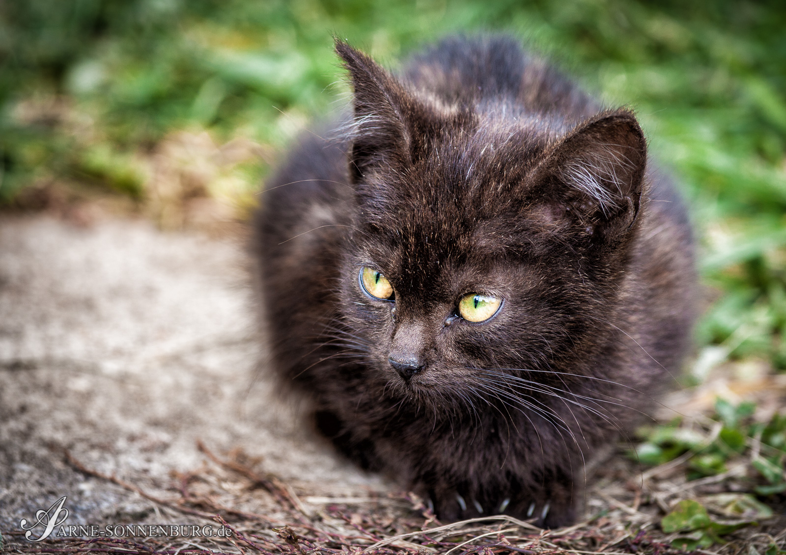 Animals by ArneSonnenburg 130950