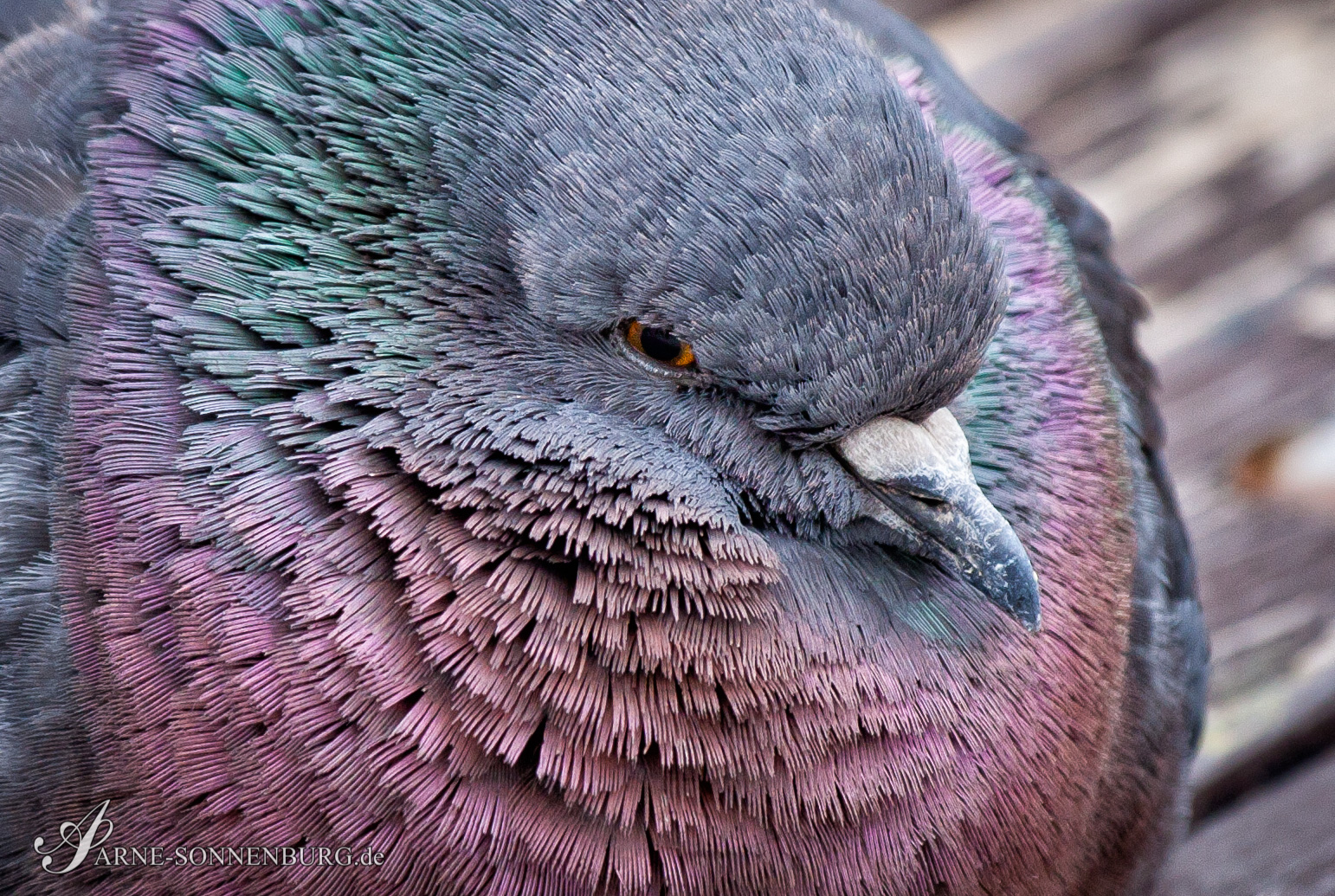 Animals by ArneSonnenburg 131632