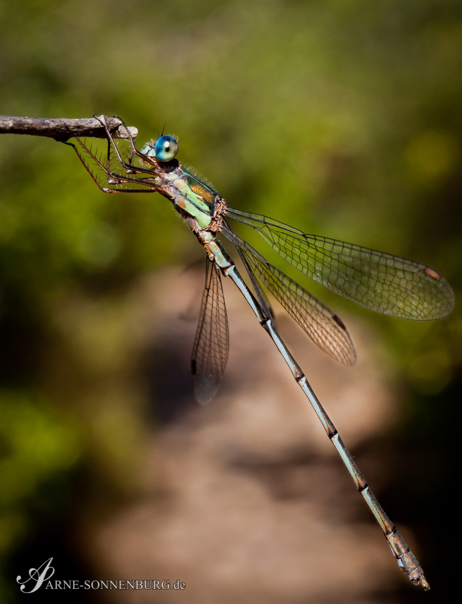 Animals by ArneSonnenburg 141600