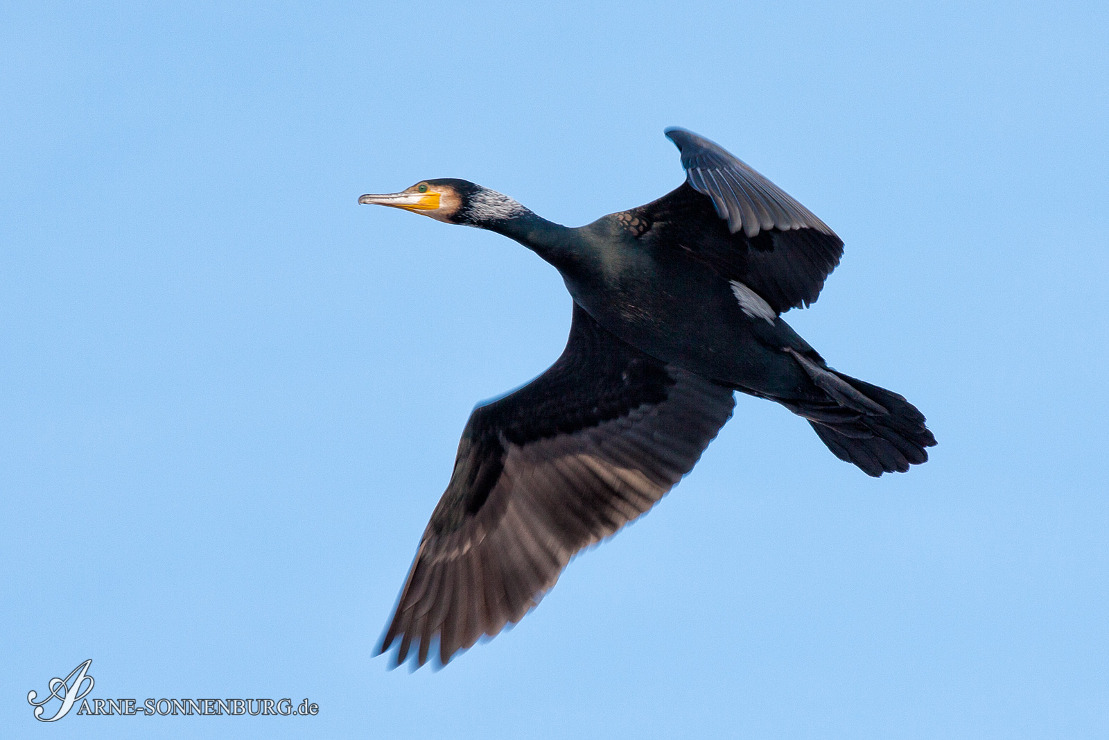 Animals by ArneSonnenburg 152041