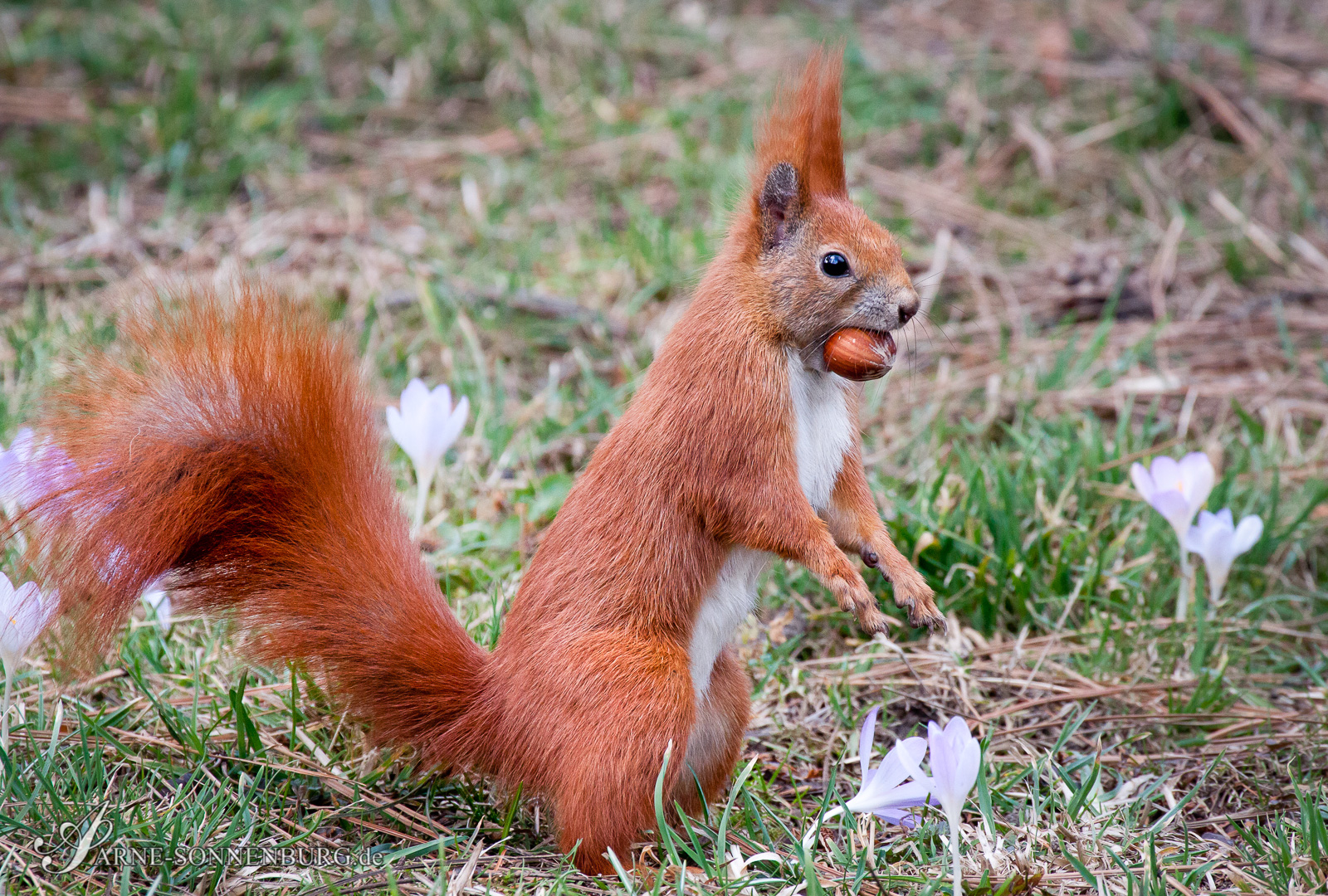 Animals by ArneSonnenburg 162015