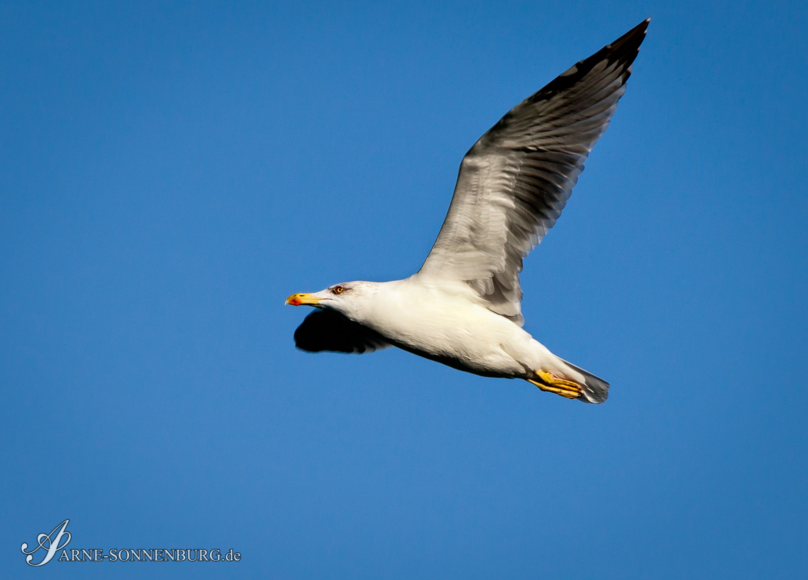 Animals by ArneSonnenburg 170730