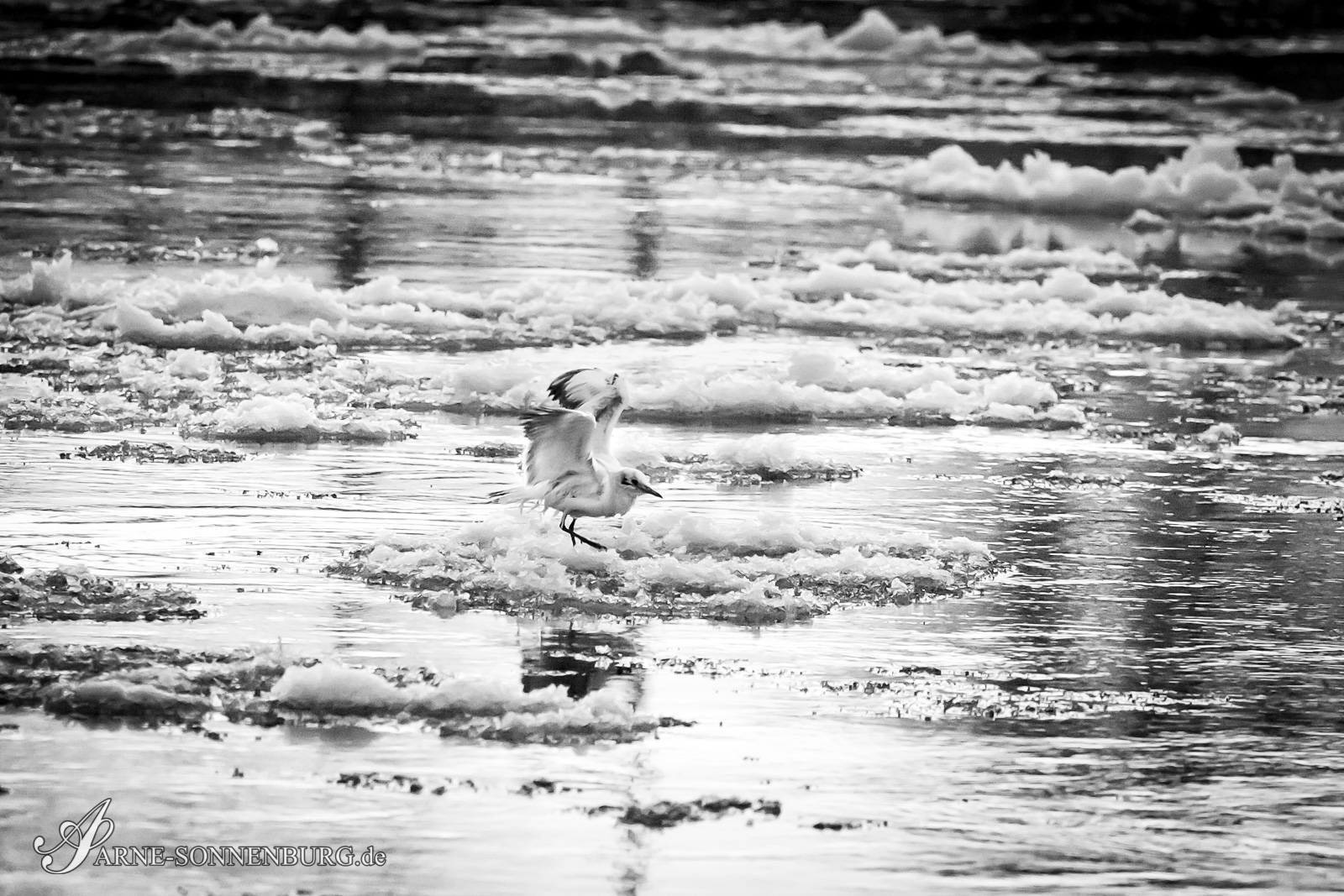 Animals by ArneSonnenburg 181250