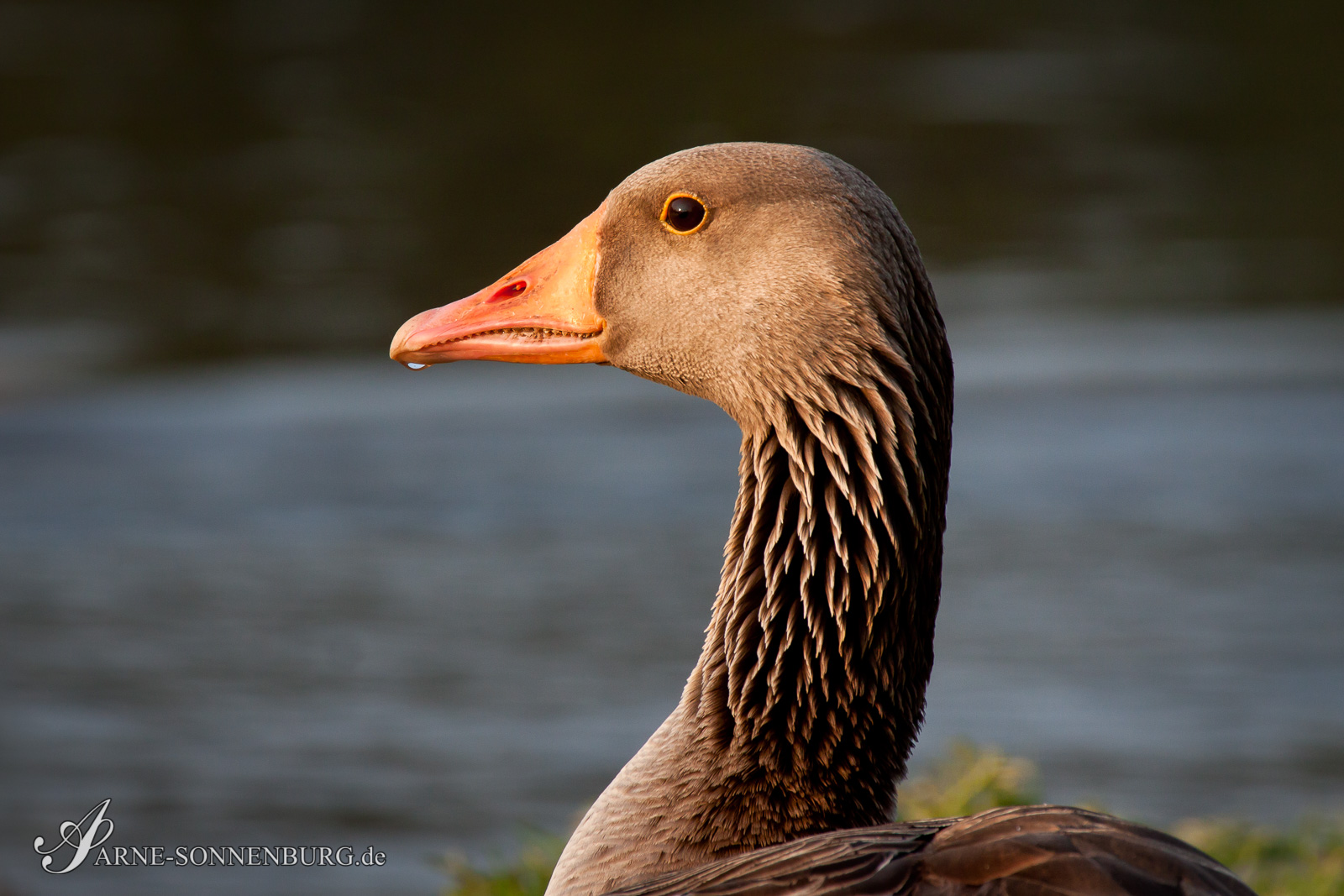Animals by ArneSonnenburg 192907