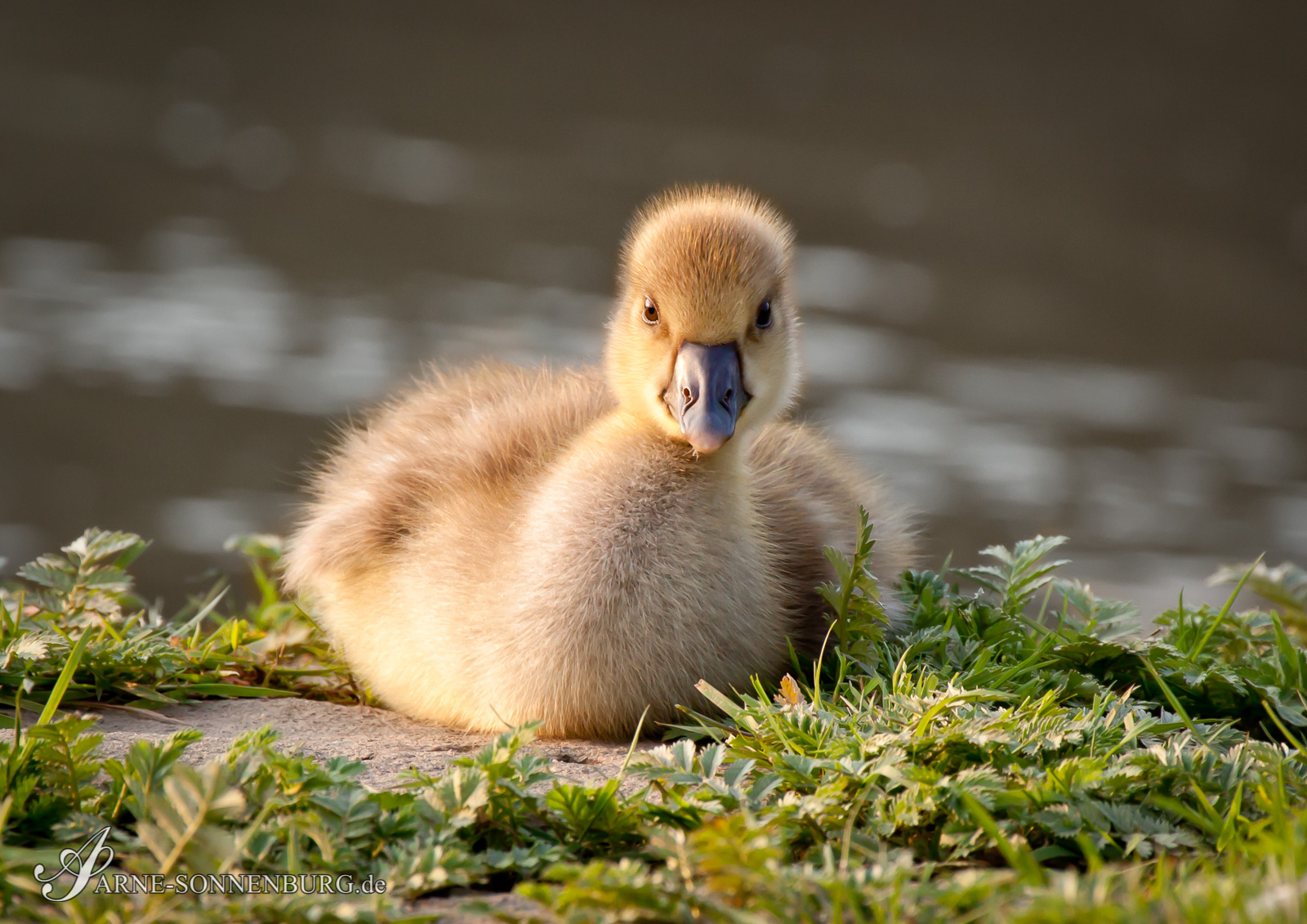 Animals by ArneSonnenburg 192911