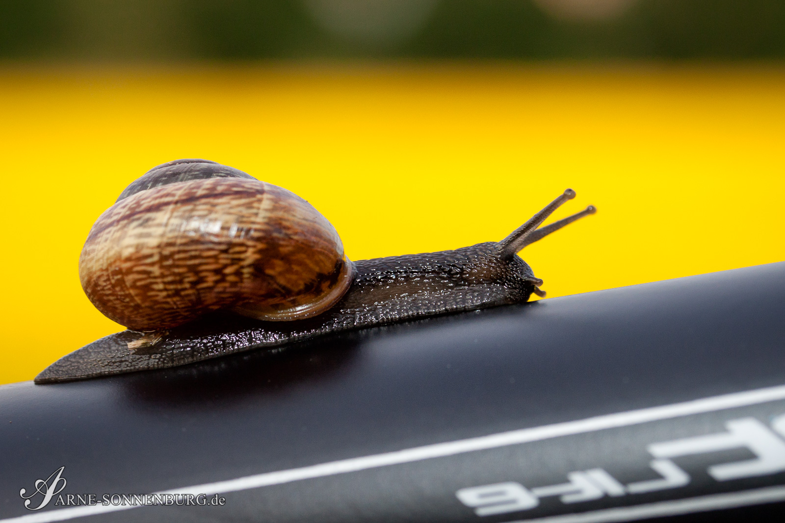 Animals by ArneSonnenburg 201258