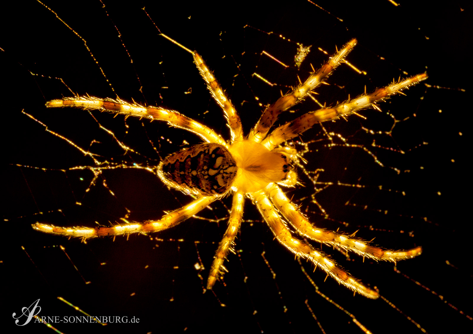 Animals by ArneSonnenburg 201719